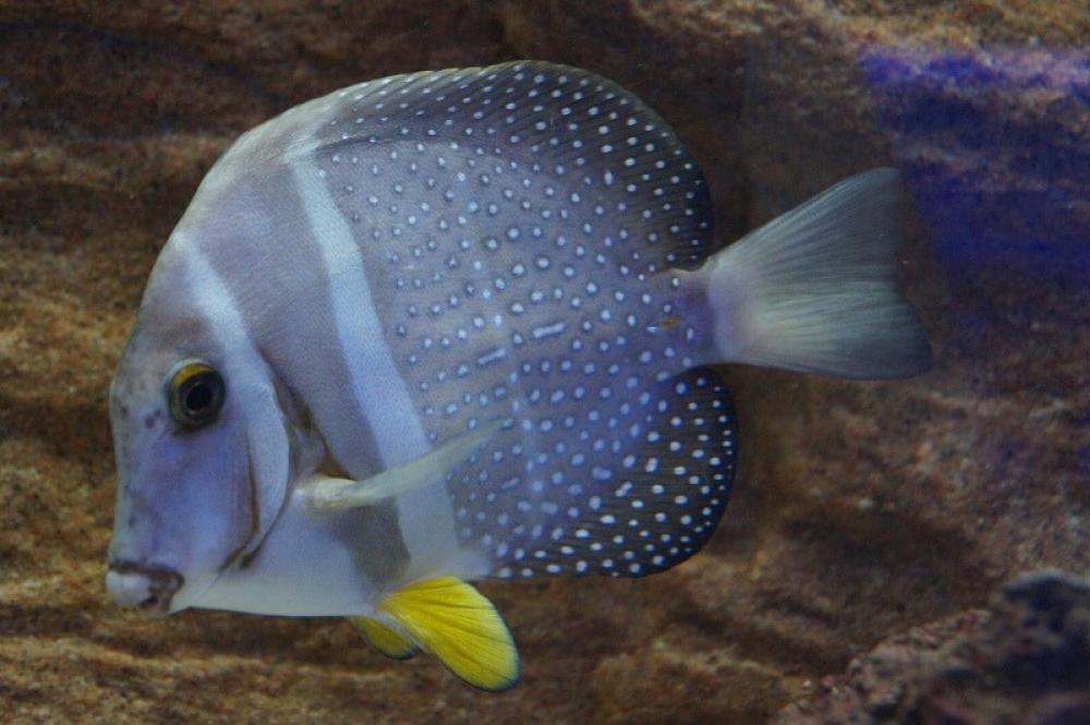 Brandungsdoktorfisch - Acanthurus guttatus